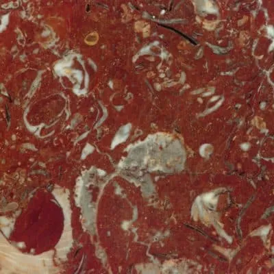 Roter Stein mit Fossilien